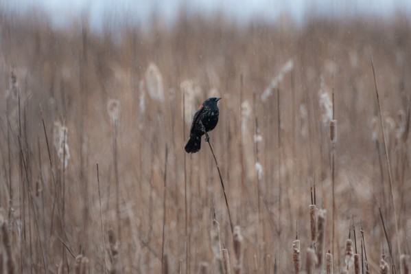 In the Rain by Chris Couling